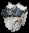 Fossil Brontotherium (Titanothere) Molar - South Dakota #50798-3